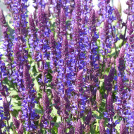 Sauge nemorosa Salvatore Blue