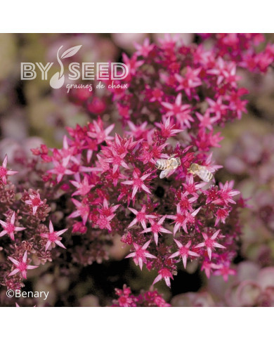 Sedum spurium Voodoo