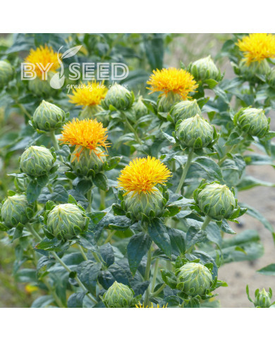 Carthame des teinturiers Kinko, light orange