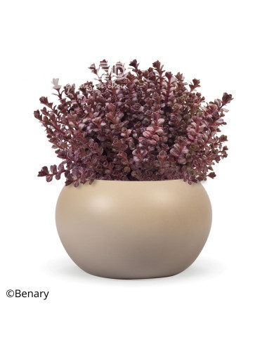 Sedum spurium Voodoo