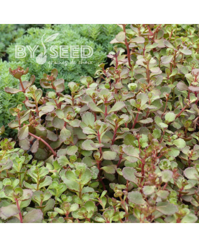 Sedum spurium Voodoo