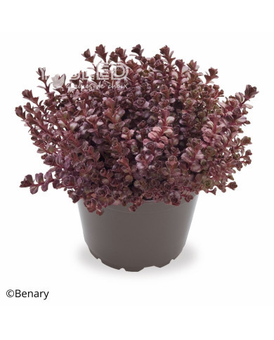 Sedum spurium Voodoo