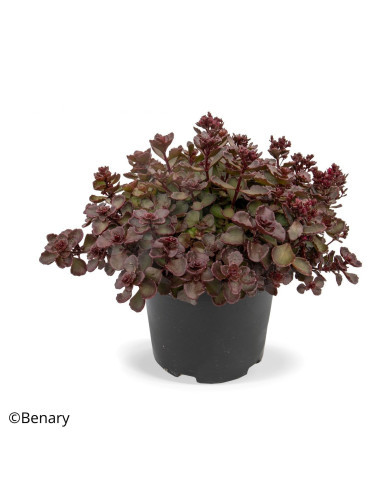 Sedum spurium Voodoo