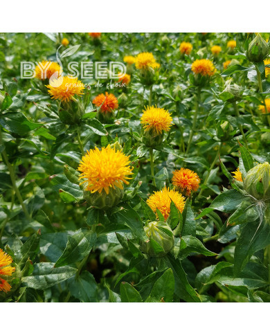 Carthame des teinturiers Orange Grenade