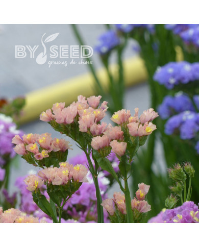 Statice QIS® Apricot