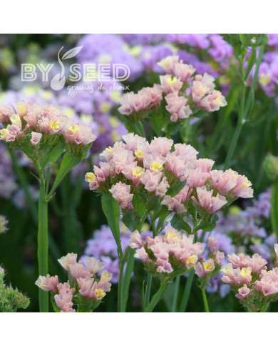 Statice QIS® Apricot