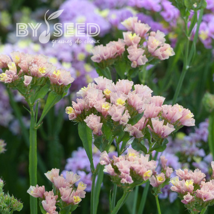 Statice QIS® Apricot