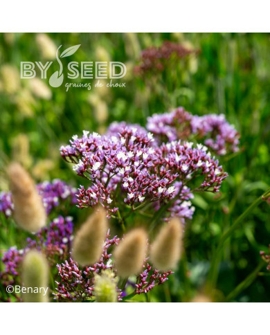 Statice perezii Indie