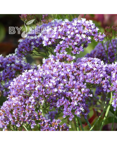 Statice perezii Indie