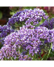 Statice vivace - Limonium latifolium
