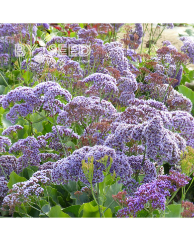 Statice perezii Indie