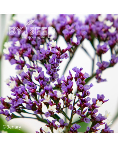 Statice perezii Indie