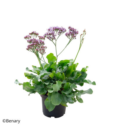 Statice perezii Indie