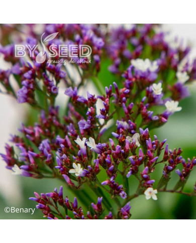 Statice perezii Indie