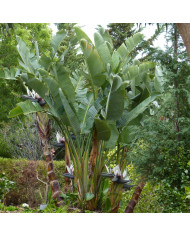 Strelitzia reginae Oiseau de Paradis