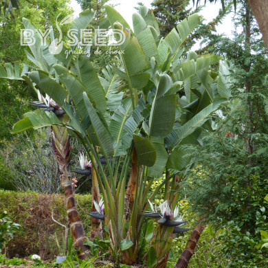 Strelitzia nicolai