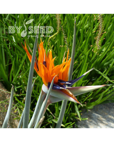 Strelitzia reginae Oiseau de Paradis