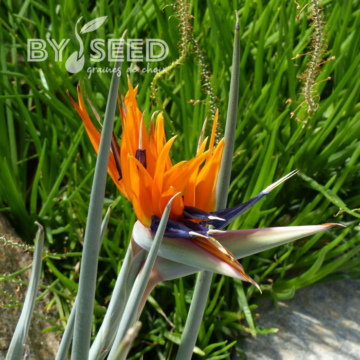 Strelitzia reginae Oiseau de Paradis