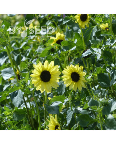 Tournesol debilis Soluna Lemon