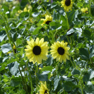 Tournesol debilis Soluna Lemon