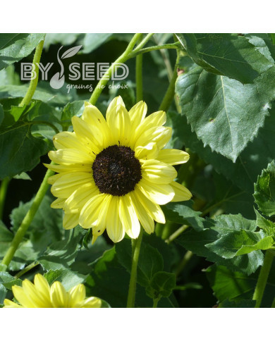 Tournesol debilis Soluna Lemon