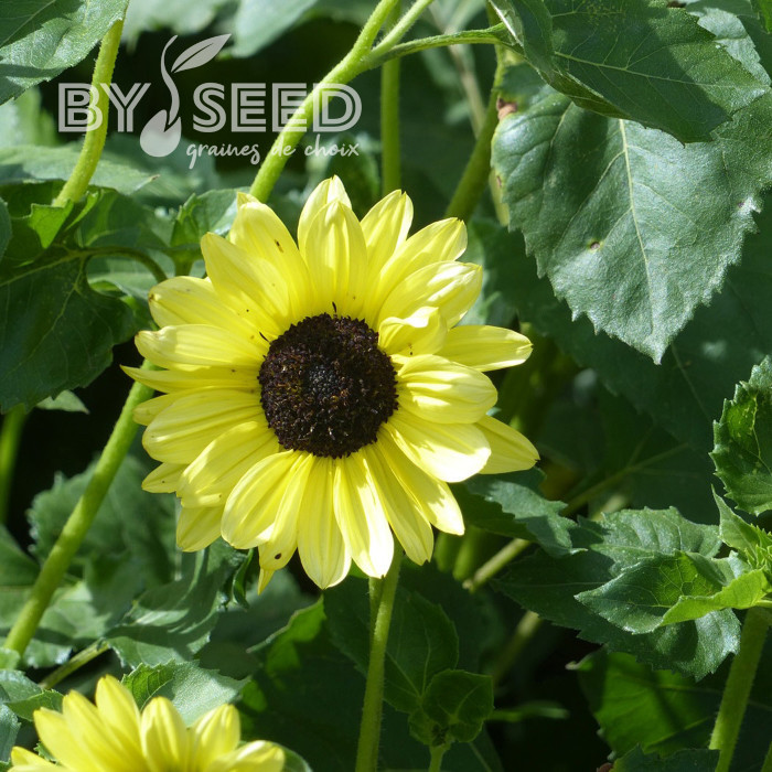 Tournesol debilis Soluna Lemon