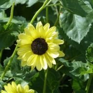 Tournesol debilis Soluna Lemon