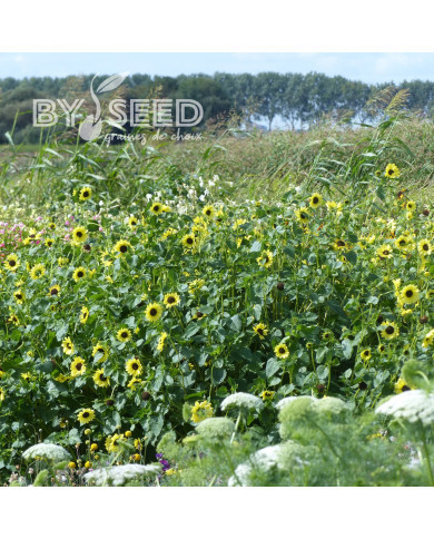 Tournesol debilis Soluna Lemon