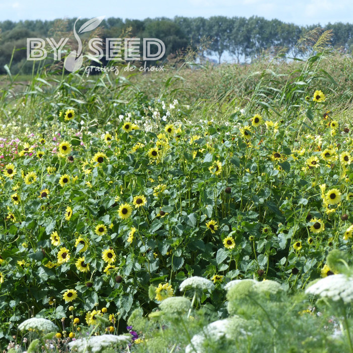 Tournesol debilis Soluna Lemon