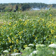 Tournesol debilis Soluna Lemon