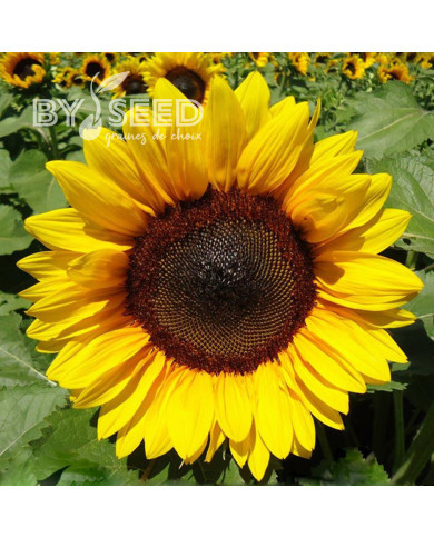 Tournesol Pro-Cut® F1 Brilliance
