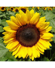 Tournesol debilis Soluna Lemon