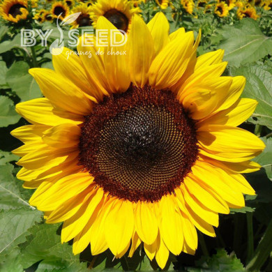 Tournesol Pro-Cut® F1 Brilliance