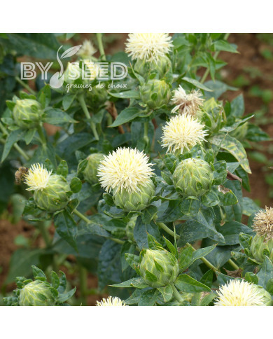 Carthame des teinturiers White Grenade