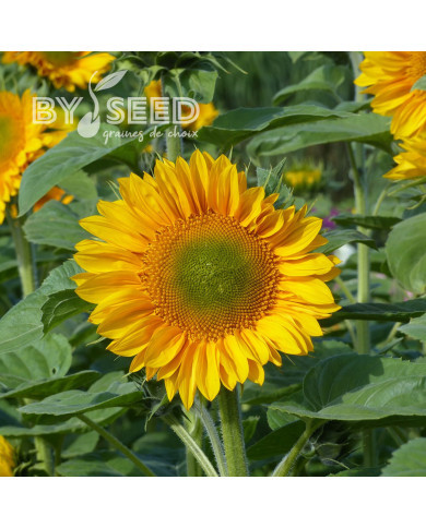 Tournesol Pro-Cut® F1 Gold Lite DMR