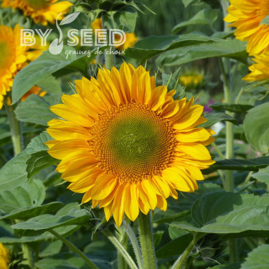 Tournesol Pro-Cut® F1 Gold Lite DMR