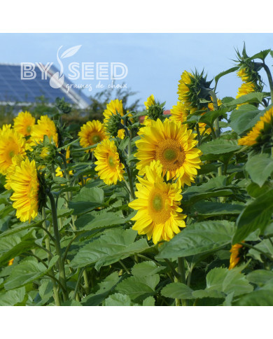 Tournesol Pro-Cut® F1 Gold Lite DMR