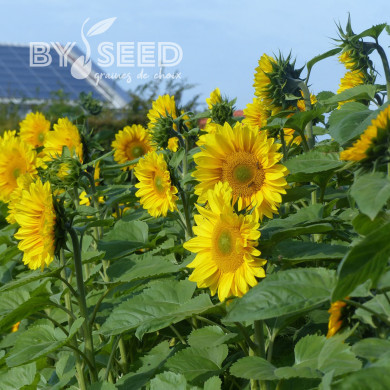 Tournesol Pro-Cut® F1 Gold Lite DMR