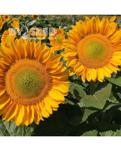 Tournesol Pro-Cut® F1 Gold Lite DMR