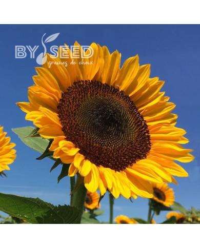 Tournesol Pro-Cut® F1 Horizon