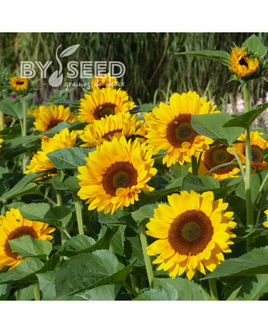 Tournesol Pro-Cut® F1 Horizon