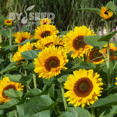 Tournesol Pro-Cut® F1 Horizon