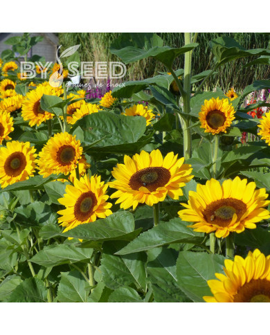 Tournesol Pro-Cut® F1 Horizon