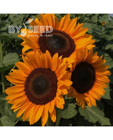 Tournesol Pro-Cut® F1 Orange DMR