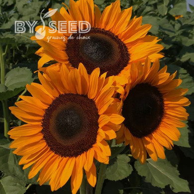 Tournesol Pro-Cut® F1 Orange DMR