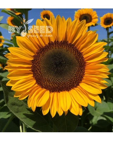 Tournesol Pro-Cut® F1 Orange Excel