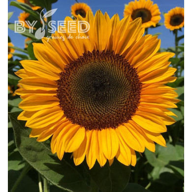 Tournesol Pro-Cut® F1 Orange Excel