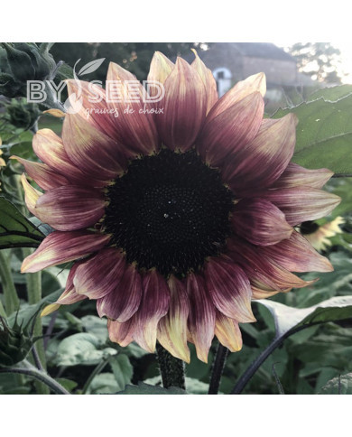 Tournesol Pro-Cut® F1 Plum