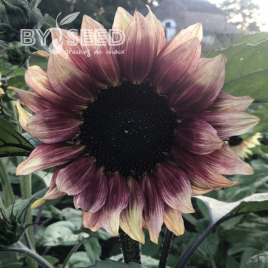 Tournesol Pro-Cut® F1 Plum