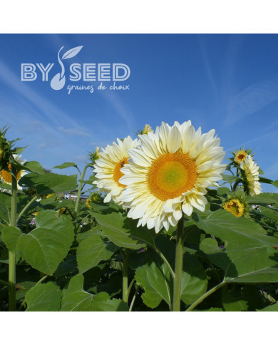 Tournesol Pro-Cut® F1 White Lite